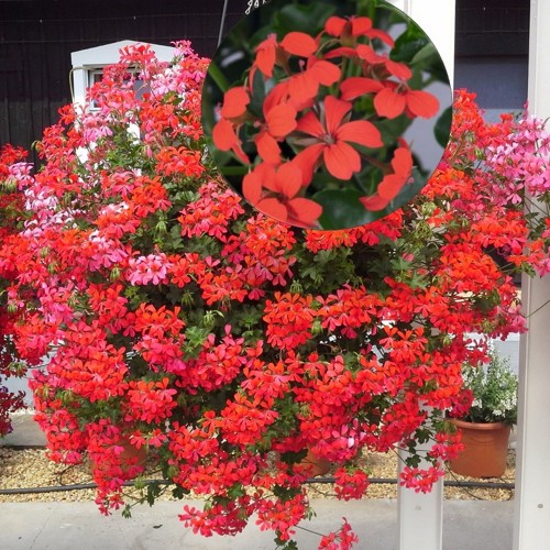 Pelargonium 'Ville de Paris Red' - Pelargoon 'Ville de Paris Red'  